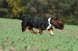 BASSET HOUND 015